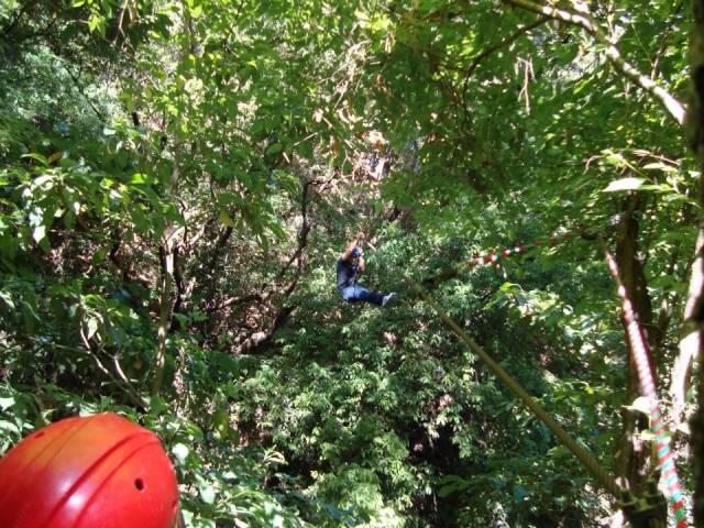 Vuela entre los arboles